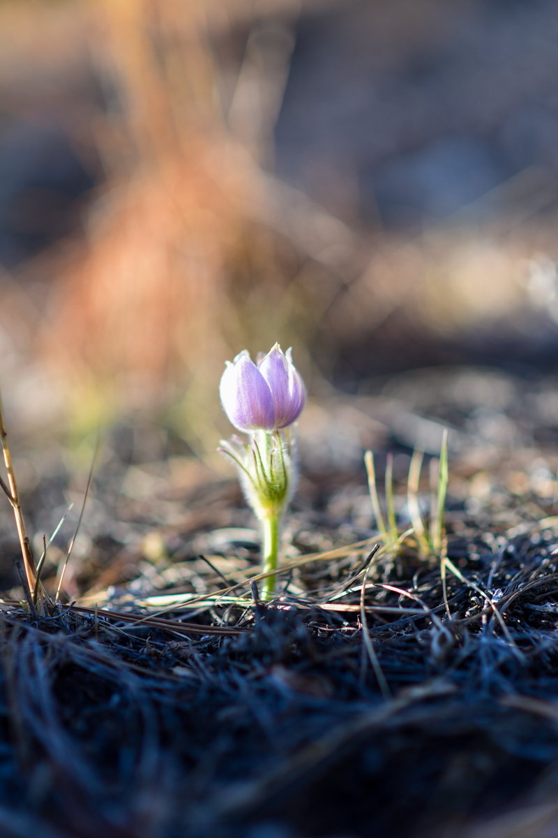 A Pasque Flower emerges from a ground covered in brown pine needles.