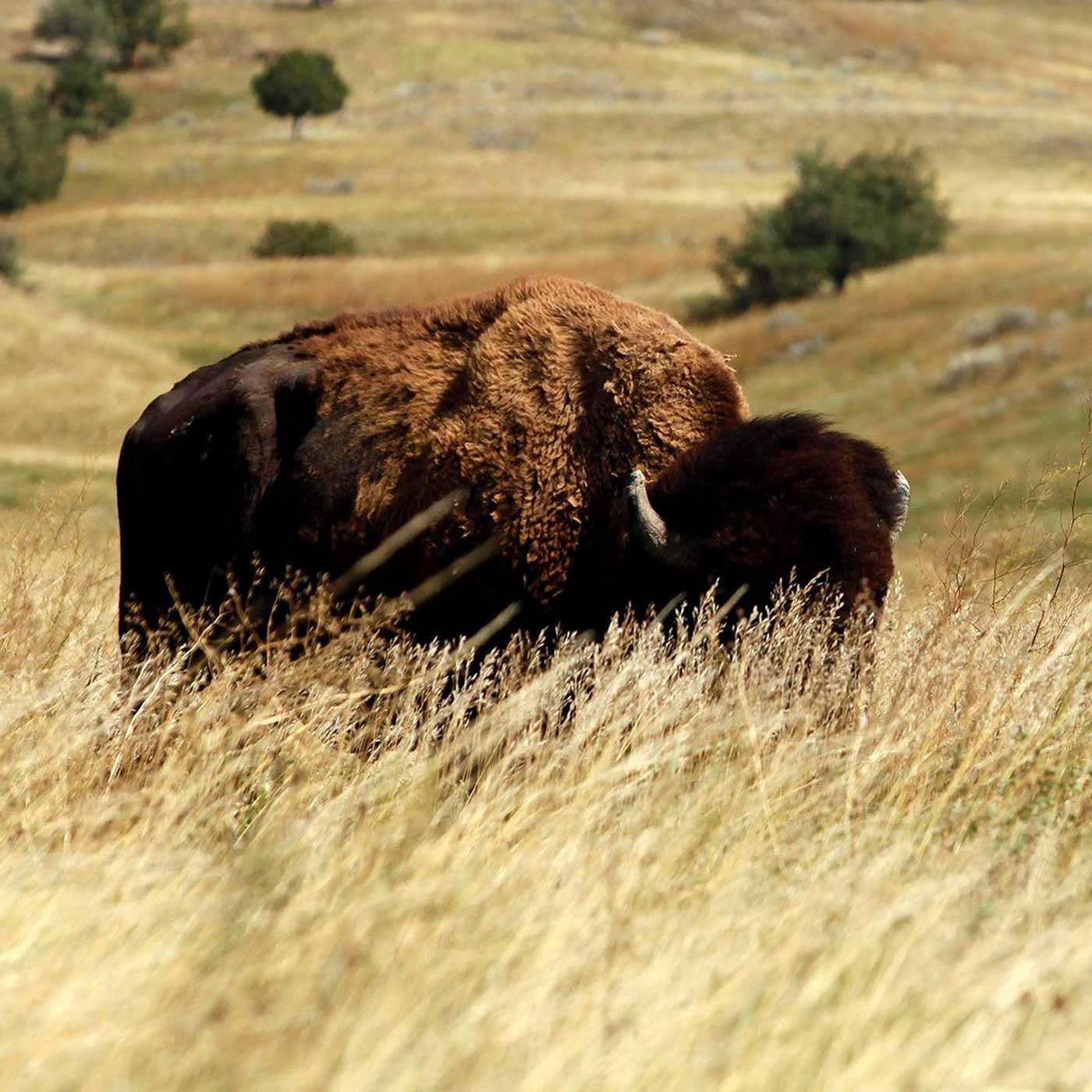 Bison photographed by Chris Huber