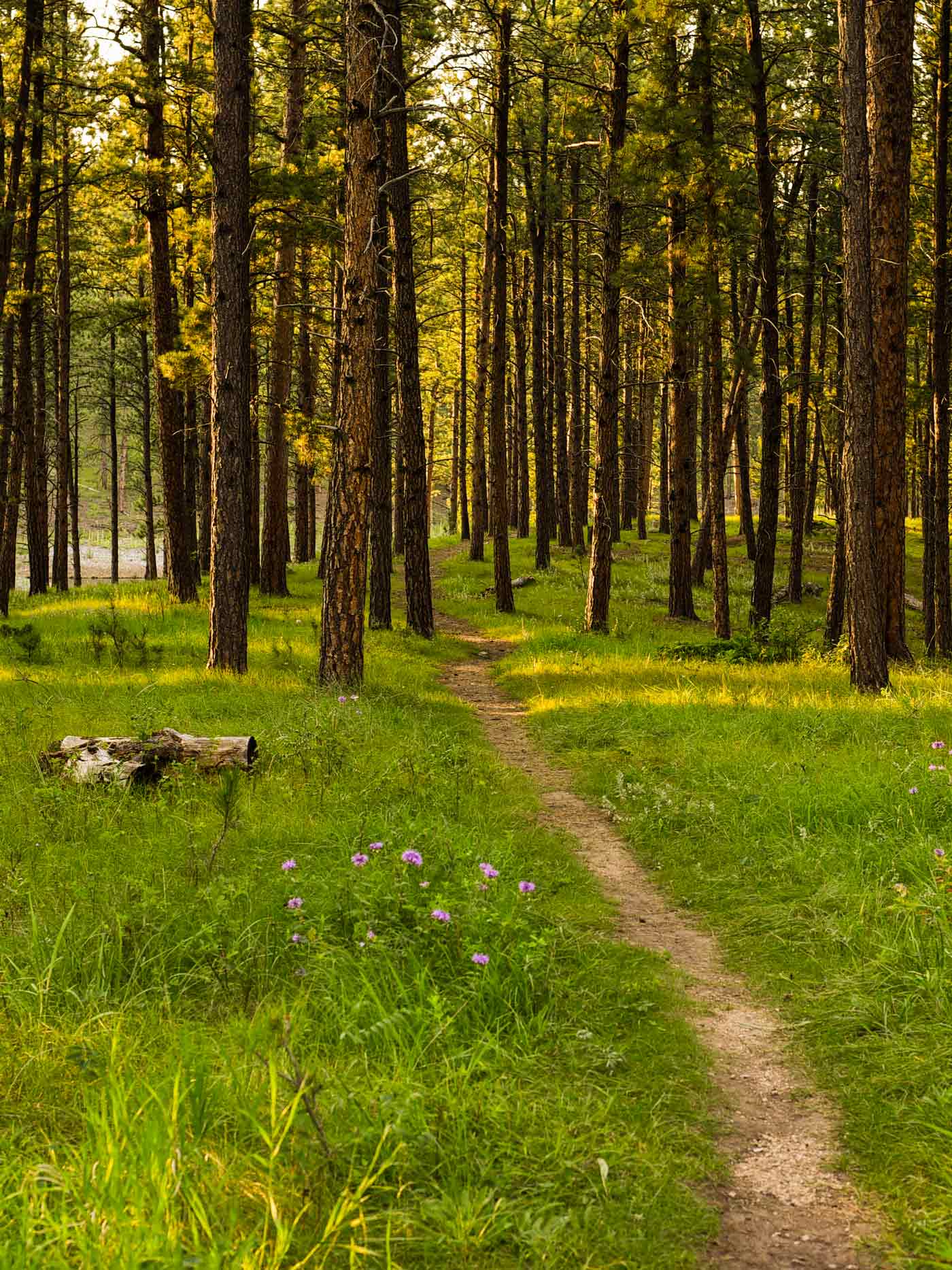 The osprey trail by Pactola Reservoir in the summer of 2025 by Nicole Schlabach