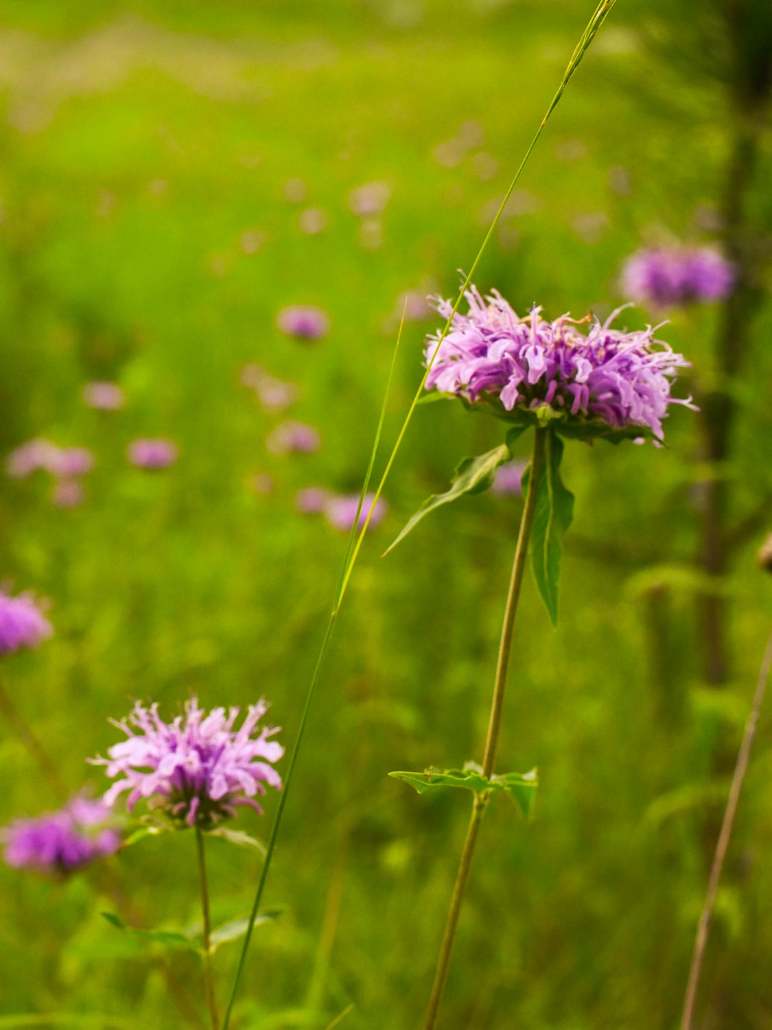 Purple bee balm flowers beside a hiking trail by Pactola Reservoir in the Black Hills of South Dakota. Photo by Nicole Schlabach in 2025.